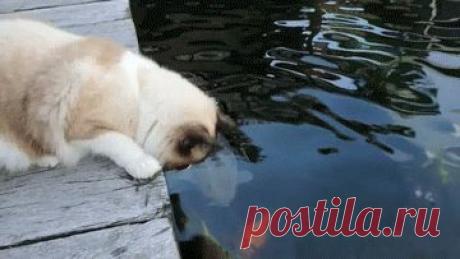 Фото – Google+