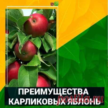 Карликовые яблони и их преимущества

Большинство дачников и садоводов всегда хотели иметь на своем участке карликовое плодовое дерево, чтобы его компактная крона была усыпана вкусными плодами. Селекционеры постарались удовлетворить запрос и создали идеальное плодовое дерево – карликовую яблоню. Компактная, быстро вступающая в плодоношение, дающая богатый урожай, не требовательная в уходе, и все это о красавице карликовой яблоне.  Миниатюрные сорта яблонь с каждым годом все...