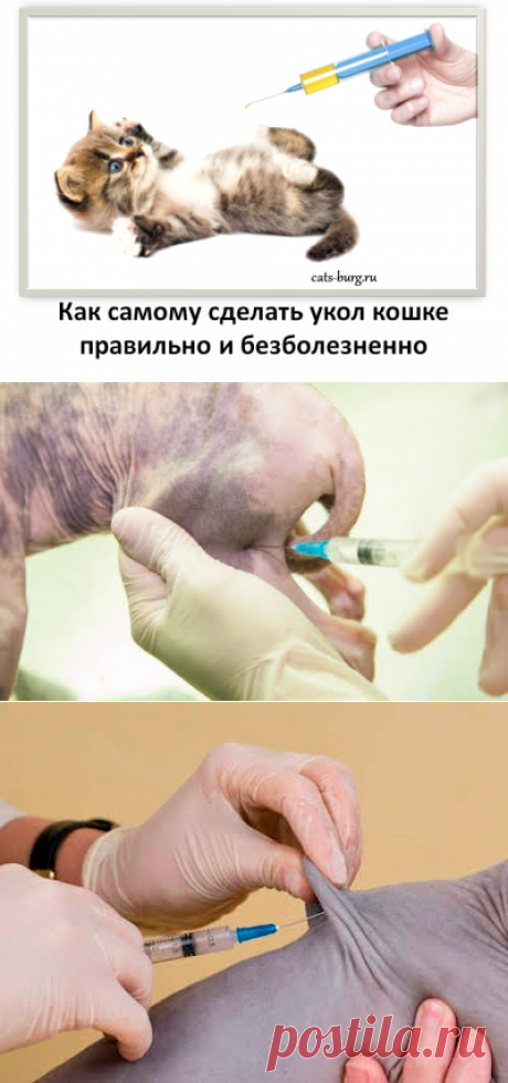 Учимся делать укол кошке и не допускать ошибок | Город кошек