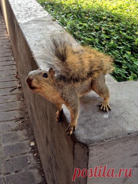 Новые фотографии милые и смешные животные.