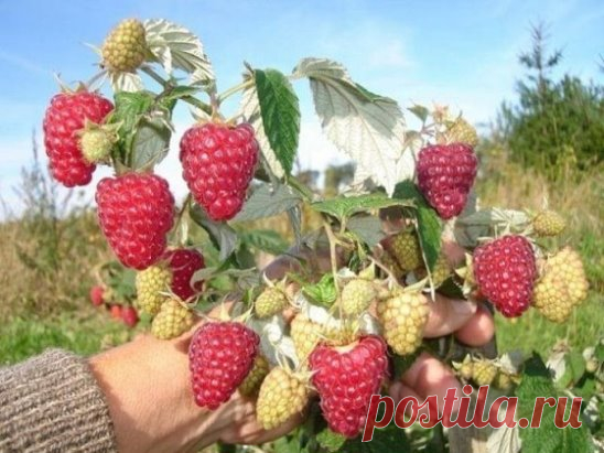 Что сделать, чтобы малина стала крупнее?
Малина даже при неважном уходе редко болеет. Однако одни и те же сорта у
 одних хозяев дают отличные урожаи, у других – не очень. 
Это растение обычно дает многочисленные побеги у основания куста и из 
корней. Из них следует оставить не более пяти-шести на каждом кусте, а 
остальные вырезать весной. Благодаря этому оставшиеся побеги сильно 
разрастаются и становятся способны принести крупные плоды.
Весной укорачивайте прошлогодние стебли на треть всего