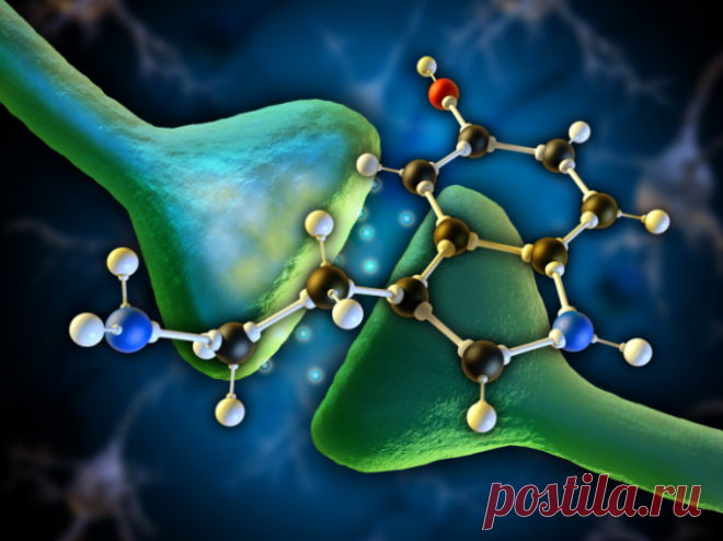 Серотонин: гормон радости и счастья, но где взять этот волшебный гормон? — Домашние