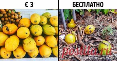 Девушка из России побывала в Гваделупе, и ей есть что рассказать об островах Карибского моря (Спойлер: овощи там лучше не есть) . Милая Я