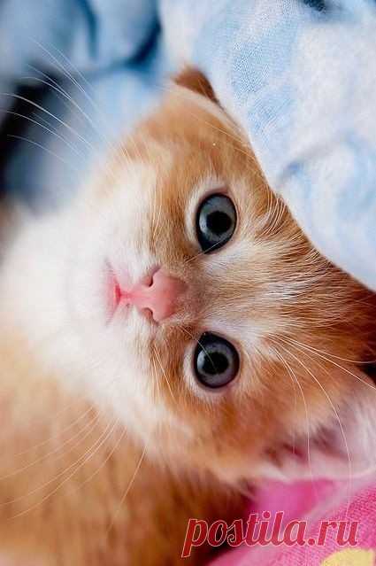 8 августа - всемирный день кошек
Хотелось бы поздравить всех владельцев и просто любителей этих милых созданий, которые делают нашу жизнь ярче, веселее и счастливее!)) Любите животных!)