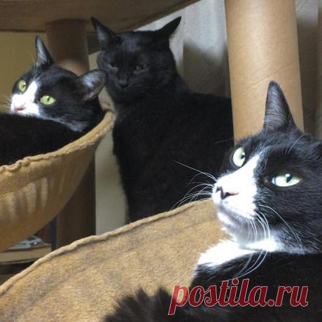 Подборка действительно опасных котов