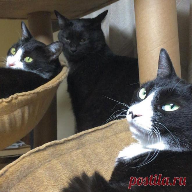 Подборка действительно опасных котов