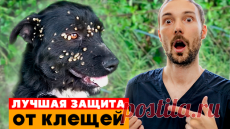 5 САМЫХ лучших СПОСОБОВ защиты ОТ КЛЕЩЕЙ для животных! ЗАЩИТА от пироплазмоза! | Ветеринар в Королевстве Животных | Дзен