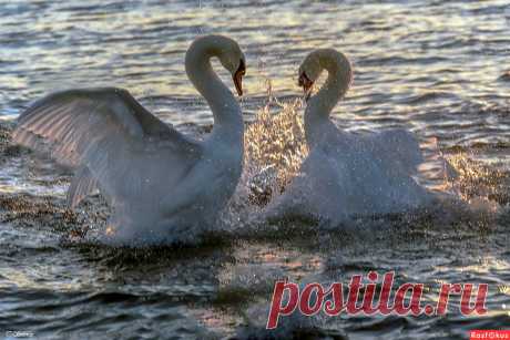 Фото: Бой, переходящий в танец.... Фотограф Татьяна Соловей. Фото животных - Фотосайт Расфокус.ру