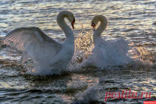 Фото: Бой, переходящий в танец.... Фотограф Татьяна Соловей. Фото животных - Фотосайт Расфокус.ру