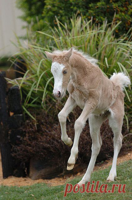 I love it when little foals do this! | Horses