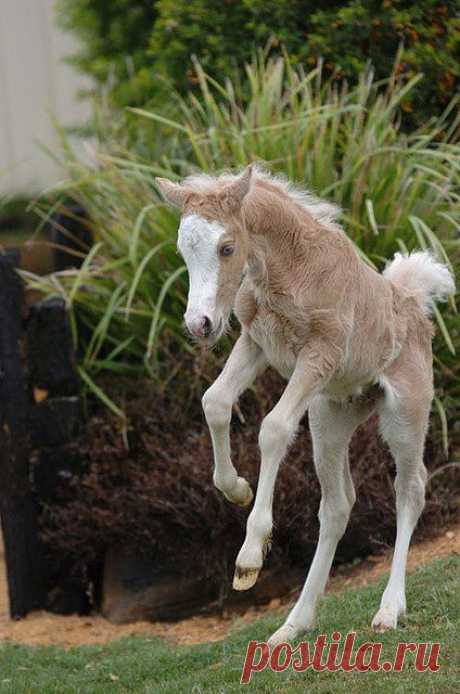 I love it when little foals do this! | Horses