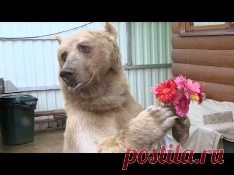 Один день с... Один день с медведем Степаном