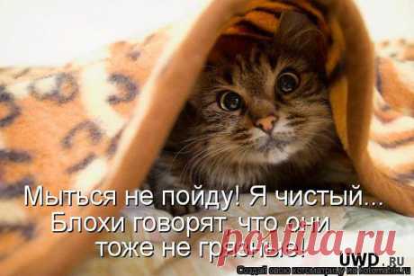 анатолий: Я ГОВОРЮ, ЧТО ДУМАЮ И ДУМАЮ, ЧТО ГОВОРЮ
