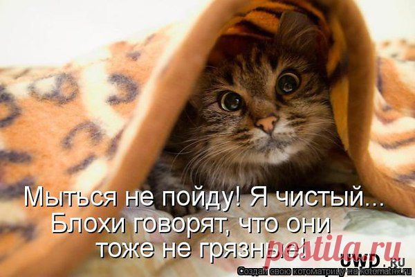 анатолий: Я ГОВОРЮ, ЧТО ДУМАЮ И ДУМАЮ, ЧТО ГОВОРЮ