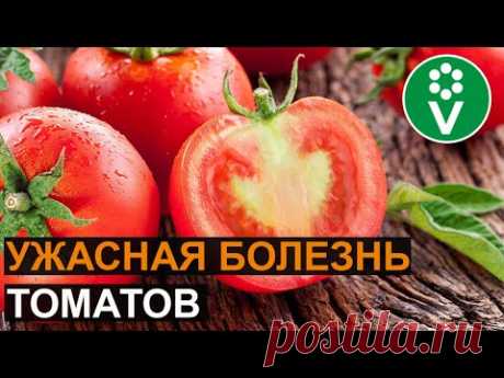 Почему у томатов белая мякоть?