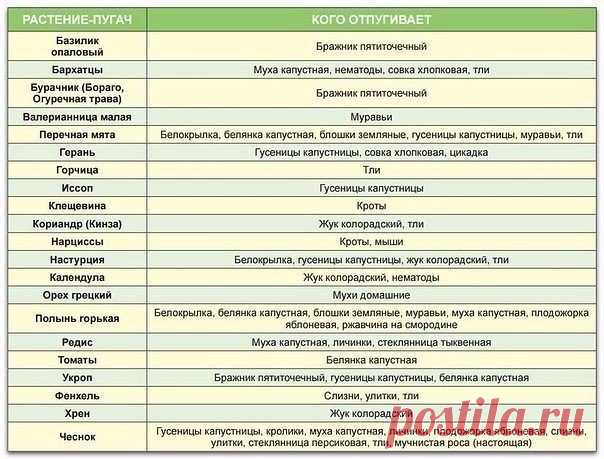 Растения, отпугивающие различных вредителей.