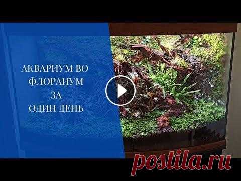 Аквариум во флорариум за один день #florarium​​​​ #terrarium​​​​ #florariumplants​​​​ #флорариум​​​​ #террариум​​​​ #флорариумплантс Коротенькое видео, посвященное, как быстро и минимал...