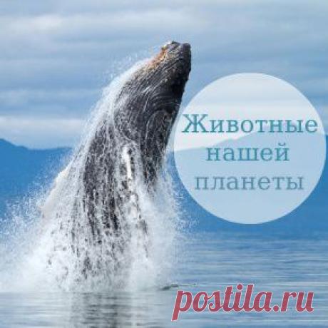 Топ-7 мест в мире для наблюдения за дикими животными, Животные нашей планеты.