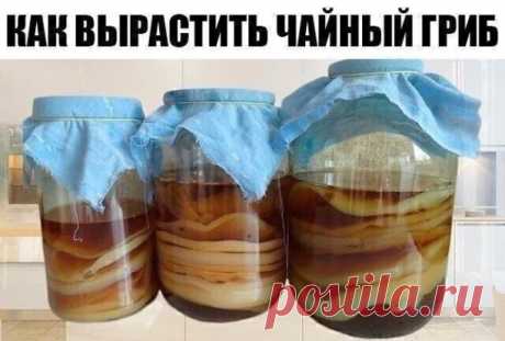 Садовая фея - полезные советы и идеи для дачи, сада и огорода каждый день!

Очень полезный напиток получается. У кого такой гриб есть? Как вырастить чайный гриб с нуля

Выращивание гриба из черного чая 

Если чайный гриб нужен вам лишь только для вкусного напитка, обладающего общеукрепляющими действием, можно вырастить чайный гриб только из черного чая. Вам понадобится трехлитровая банка, марлевая ткань, заварочный чайник, кипяток, сахар и крупнолистовая заварка черного ча...