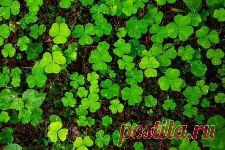 Кислица: чем полезна «заячья капуста» и как ее есть
Автор: Яна Милосердова В детстве в тенистых пролесках я собирала кисленький трилистник. Ту самую знаменитую «заячью капусту», которая на деле не так проста, как кажется. Давайте посмотрим на нее внимательнее. Кислица Oxalis acetosella – низкорослая травка с тройчатыми, как у клевера, листьями и одиночными белыми цветками. Распространена на всей территории Европы, Америка, Африки, а также […]
Читай дальше на сайте. Жми подробнее ➡