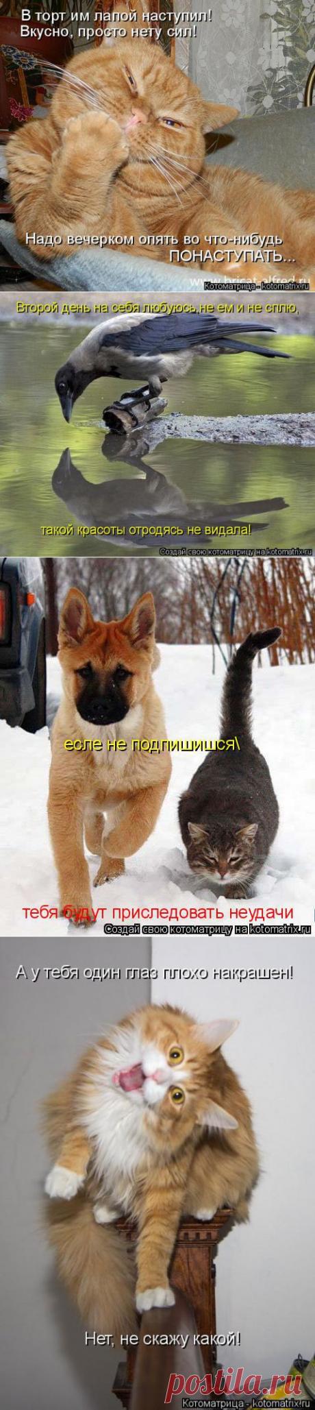 Бодрящая котоматрица на завтрак