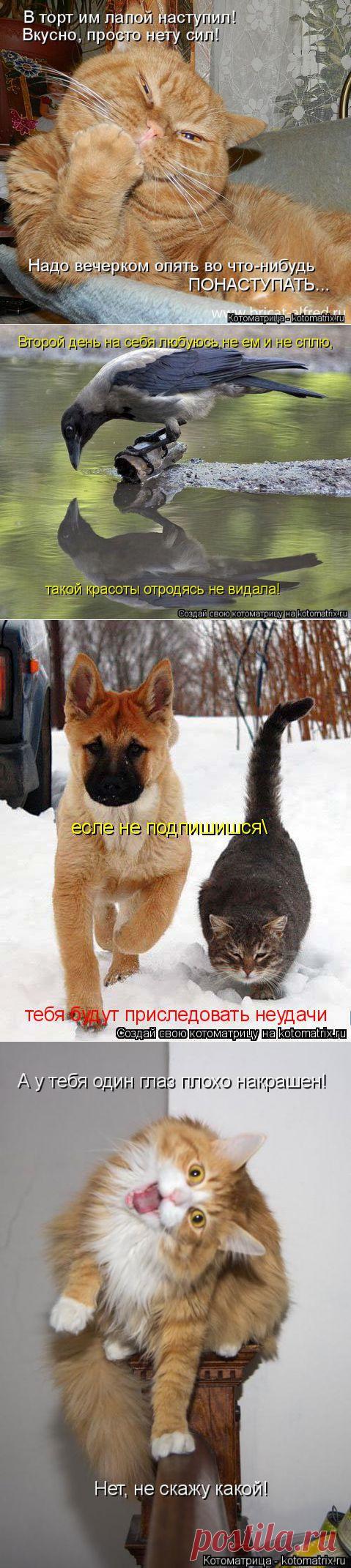 Бодрящая котоматрица на завтрак