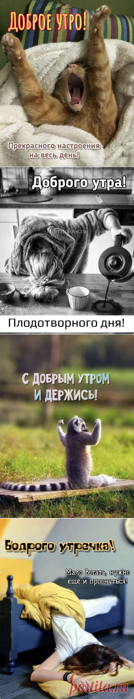 Картинки с добрым утром прикольные: позитивные и смешные открытки с юмором