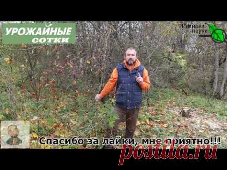 ЭТО ДЕРЕВО ЗАЩИТИТ ОТ МЫШЕЙ, ХРУЩА, СЛИЗНЕЙ И ДРУГИХ ВРЕДИТЕЛЕЙ. ЧЕРЕМУХОВАЯ МУЛЬЧА!