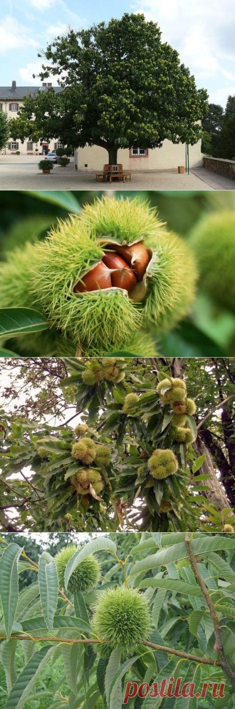 Съедобный каштан: как вырастить и посадить. Уход за каштаном