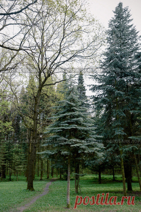 Весенний пейзаж в пасмурный день, московский городской парк весной Стоковое фото, фотограф Ilaronsia / Фотобанк Лори