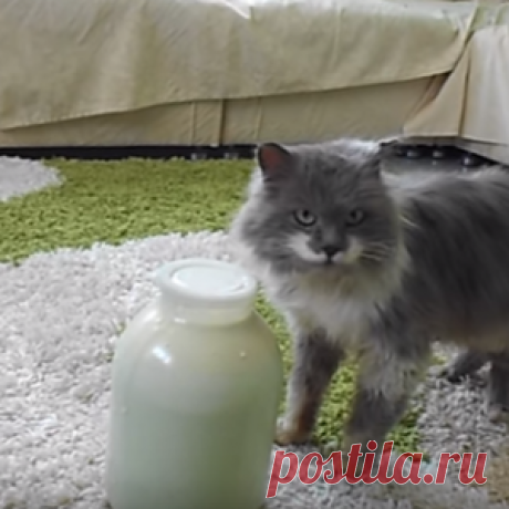 Смекалке этого кота позавидуют многие. Он — настоящий гений!