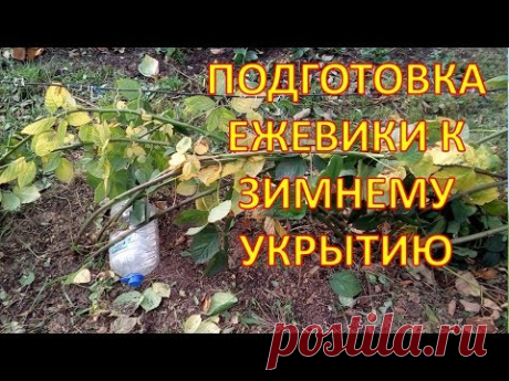 Как пригнуть и не сломать побеги ежевики при укрытии за зиму. Как укрыть ежевику на зиму.