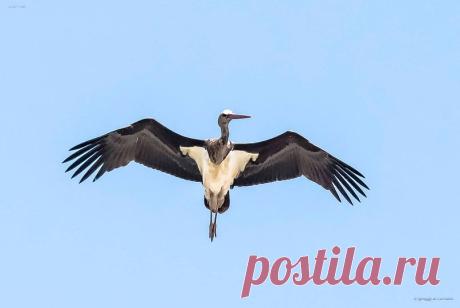 cegonha-preta Ciconia nigra