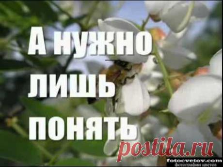 Моему виртуальному Другу.flv
