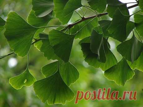 Гинкго
Lniana Polka приколол(а) это к доске ✿ WOOD&amp;FOREST&amp;TREES ✿