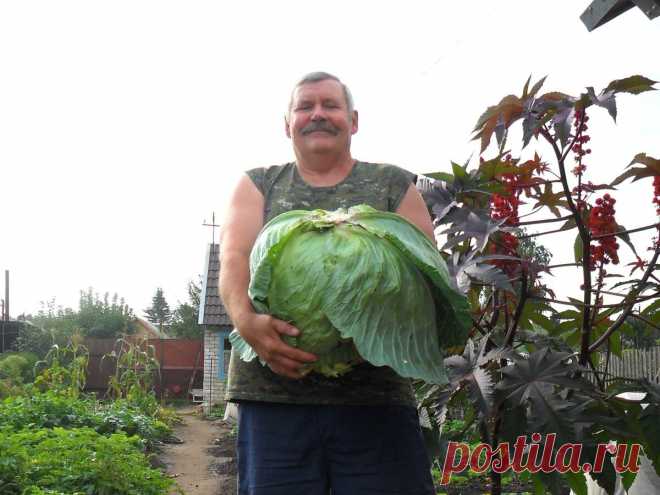 Когда начинает завязываться кочан капусты, то стоит её подкормить. 2 способа подкормки, которые знает не каждый | КабачОК | Яндекс Дзен