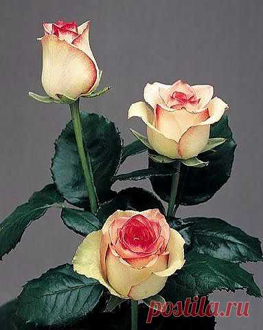 Информационный сайт о льготах в России. .