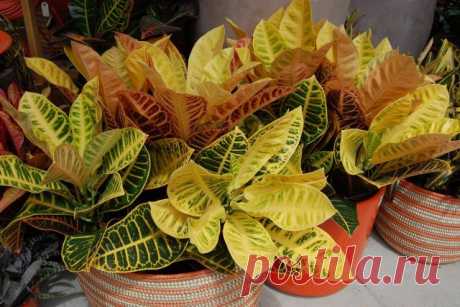 Как сохранить кротон в форме?