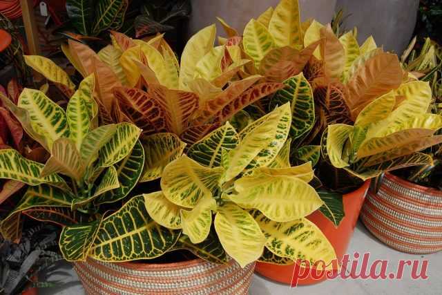 Как сохранить кротон в форме?