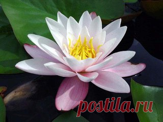 Школа фоамфлористики, кукол, игрушек из фоамиран