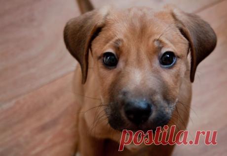 Энтерит у собак, болезнь, лечение, симптомы