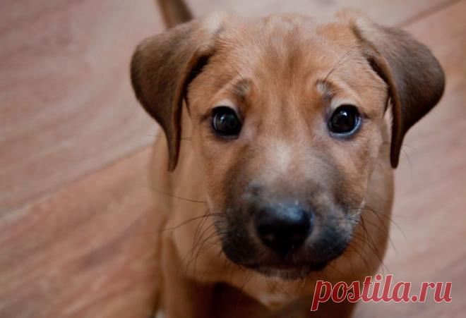 Энтерит у собак, болезнь, лечение, симптомы