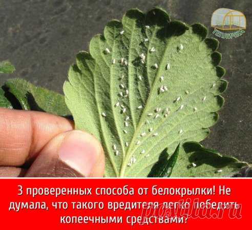 Задождило в нашем регионе. Вспомнила возникшую два года назад проблему на участке и решила поделиться. Ведь начиналась она с непрекращающихся осадков, в летний период. Днем шли проливные дожди, но было настолько жарко и душно, что все влага с асфальта в считанные часы испарялась.
Такая погода идеально подходит для размножения белокрылки. Оранжерея, теплица ее любимые места обитания. Особи размножаются бойко. За месяц одна самка откладывает 250 яиц. Яйца благополучно зимуют...