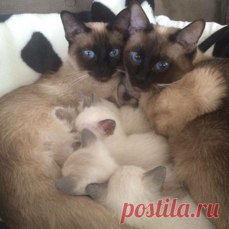 50 кошек и их маленькие копии / Питомцы