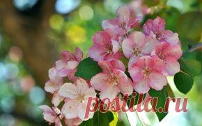 Природа обои на рабочий стол - страница 153