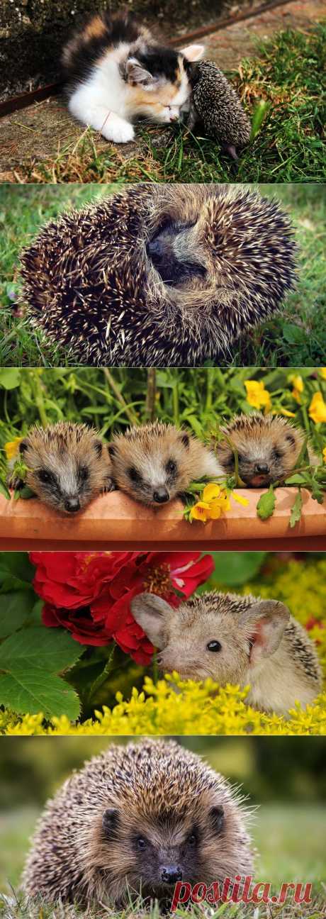 Всем по осеннему ёжику