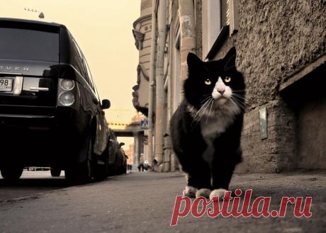 35PHOTO - stepan15 - питерский...коренной