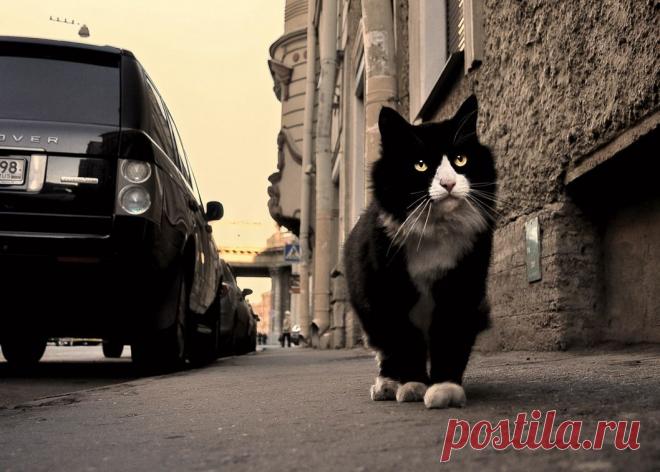 35PHOTO - stepan15 - питерский...коренной