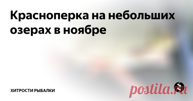 Красноперка на небольших озерах в ноябре Ноябрь, не смотря на свое мягкое похолодание, неумолимо вгоняет рыбу в сон. Большинство времени красноперка будет проводить невдалеке от своих зимовальных ям, так что ловля будет гораздо эффективнее на неглубоких, небольших, закрытых водоемах. В этом месяце следует учитывать целое множество факторов при ловле рыбы, особенно такой как красноперка. В этой статье мы подробно рассмотрим способы ловли