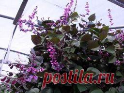 Эти чудные бобы увьют заборы и столбы - Садоводка